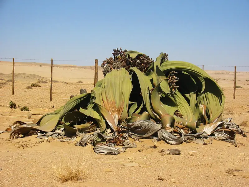Welwitschia mirabilis tour